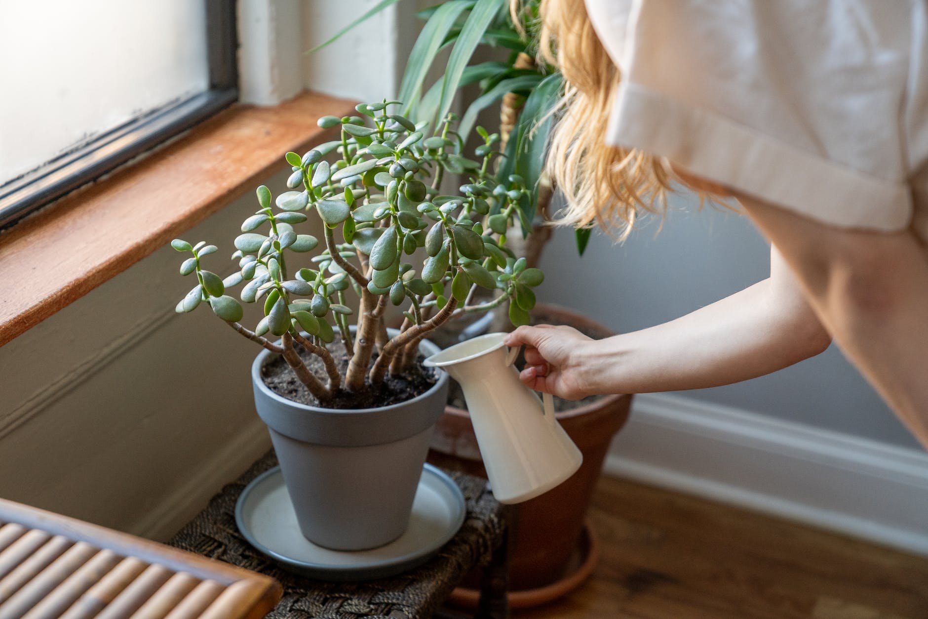 a person watering a plant