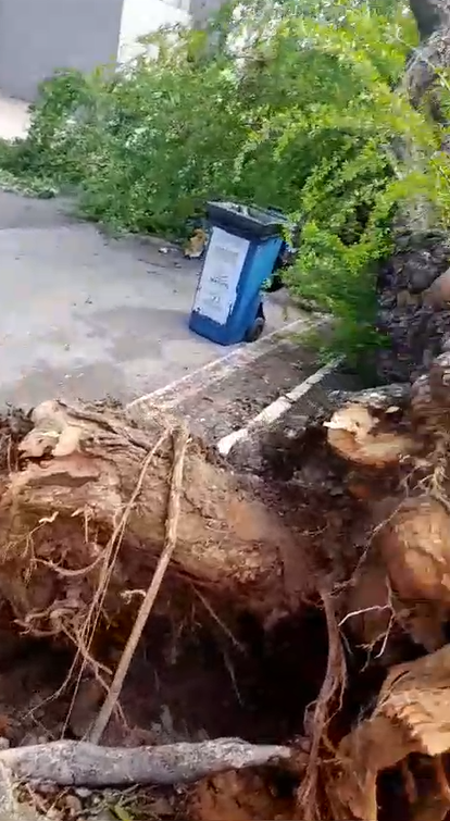 Gari escapa 'ileso' após queda de árvore em Maceió; vídeo