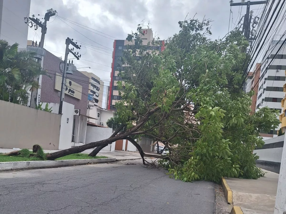 Ventos fortes provocam quedas de árvores em Maceió e no interior