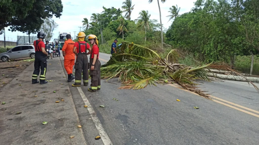 Forte vento derruba coqueiro e poste de alta tensão na AL 220; pista foi interditada